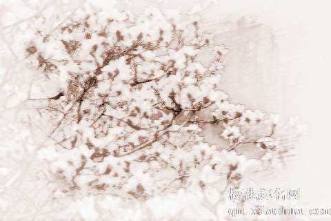 梦见树开满花　周公解梦之梦到树开满花