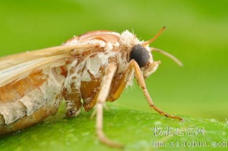 梦见飞蛾周公解梦，梦见飞蛾是什么意思？