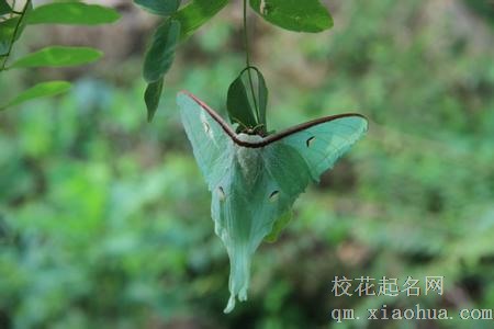 梦见飞蛾 蚕蛾周公解梦，梦见飞蛾 蚕蛾是什么意思？