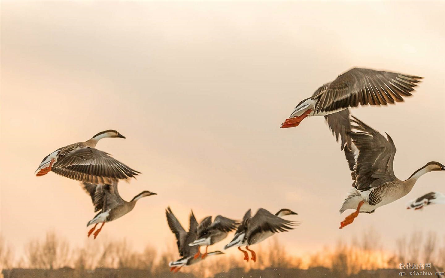 梦见飞禽周公解梦，梦见飞禽是什么意思？