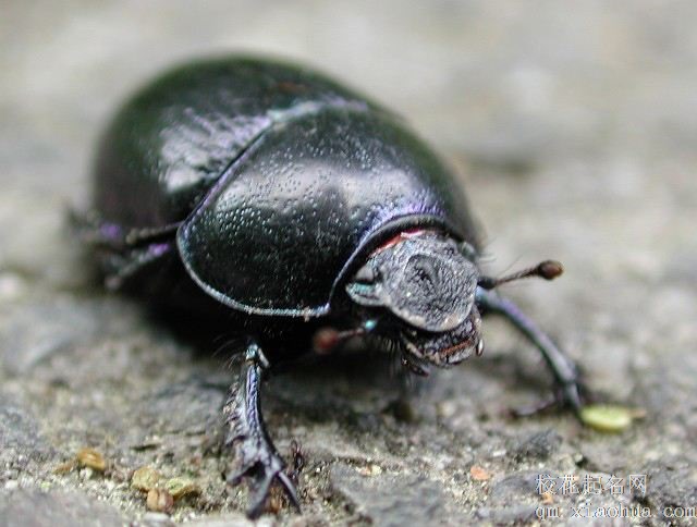 梦见粪虫周公解梦，梦见粪虫是什么意思？