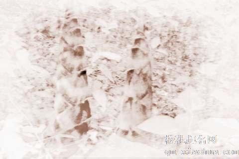 梦见竹笋、毛笋　周公解梦之梦到竹笋、毛笋