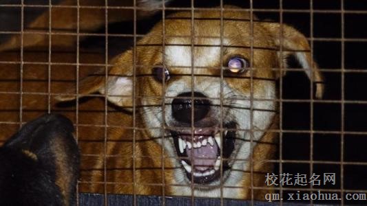 梦见疯狗周公解梦，梦见疯狗是什么意思？