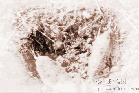 梦见红薯、地瓜　周公解梦之梦到红薯、地瓜