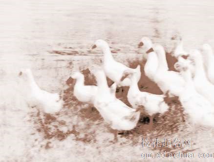 梦见鸭子死　周公解梦之梦到鸭子死