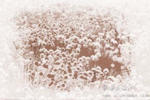 梦见花朵、鲜花　周公解梦之梦到花朵、鲜花