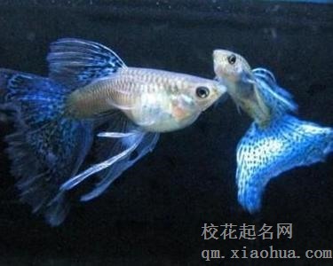 梦见凤尾鱼周公解梦，梦见凤尾鱼是什么意思？