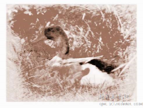 梦见鸭子咬人　周公解梦之梦到鸭子咬人