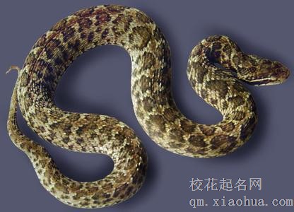 梦见蝮蛇周公解梦，梦见蝮蛇是什么意思？