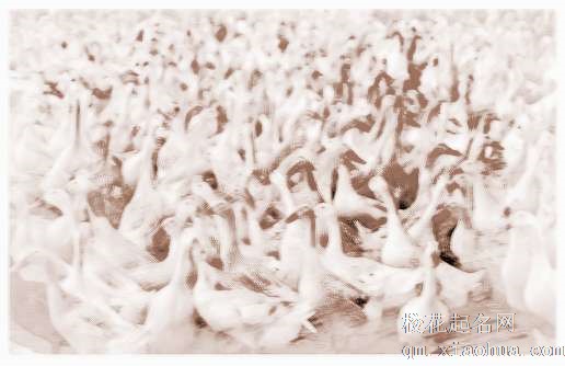 梦见杀野鸭子　周公解梦之梦到杀野鸭子