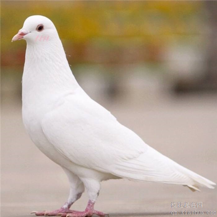 梦见鸽子周公解梦，梦见鸽子是什么意思？