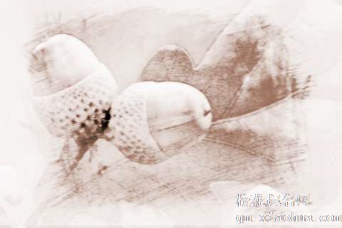 梦见橡果、橡子　周公解梦之梦到橡果、橡子