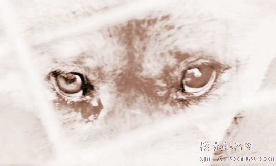 梦见狗流泪　周公解梦之梦到狗流泪