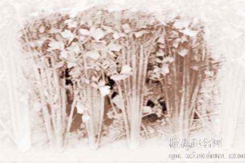 梦见欧芹、西芹　周公解梦之梦到欧芹、西芹