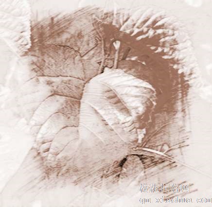 梦见桑叶、桑树　周公解梦之梦到桑叶、桑树