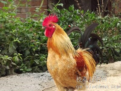 梦见公鸡周公解梦，梦见公鸡是什么意思？