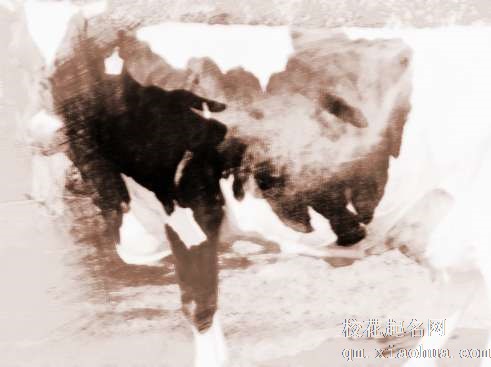 梦见黑花牛　周公解梦之梦到黑花牛