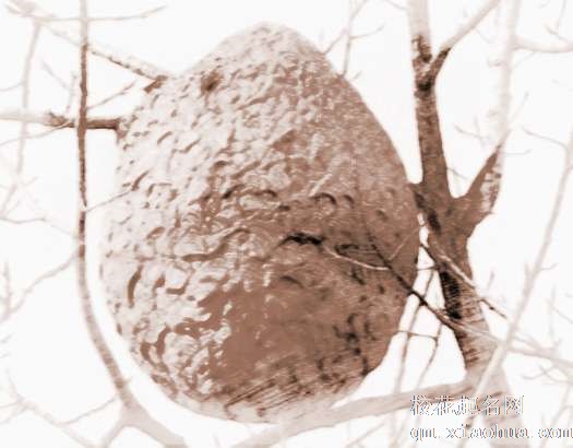 梦见掉马蜂窝　周公解梦之梦到掉马蜂窝