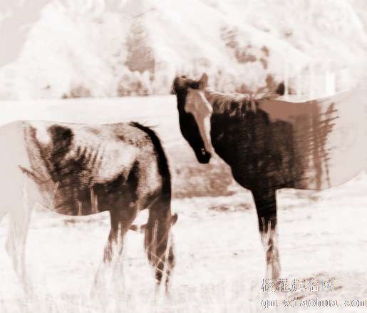 梦见一匹红马　周公解梦之梦到一匹红马