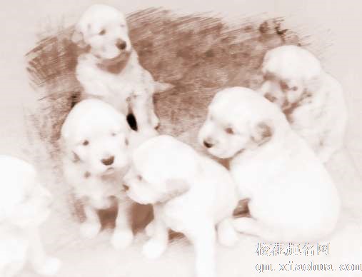 梦见养犬、养狗　周公解梦之梦到养犬、养狗