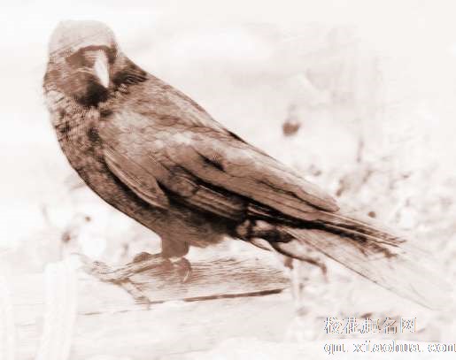 梦见乌鸦、乌鹊　周公解梦之梦到乌鸦、乌鹊