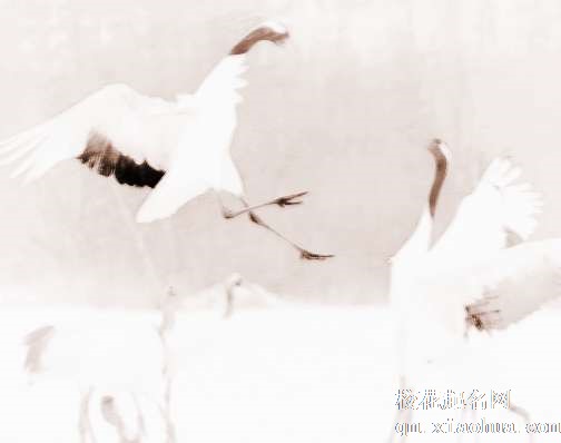 梦见鹤、仙鹤　周公解梦之梦到鹤、仙鹤