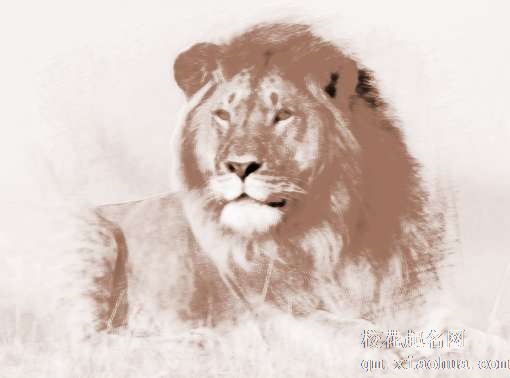 梦见狮子、雄师　周公解梦之梦到狮子、雄师