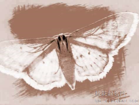 梦见飞娥、蚕娥　周公解梦之梦到飞娥、蚕娥