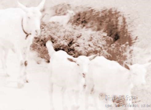 梦见一群羊羔　周公解梦之梦到一群羊羔