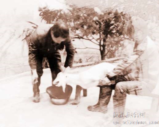 梦见要杀羊　周公解梦之梦到要杀羊