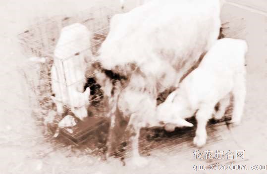 梦见羊生羊　周公解梦之梦到羊生羊