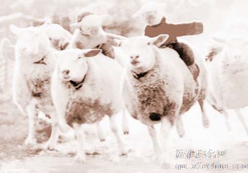 梦见羊赛跑　周公解梦之梦到羊赛跑