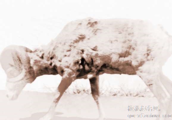 梦见野羊　周公解梦之梦到野羊