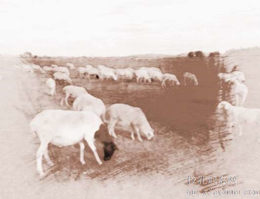 梦见羊群吃草　周公解梦之梦到羊群吃草