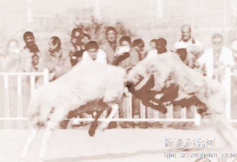 梦见羊顶人　周公解梦之梦到羊顶人