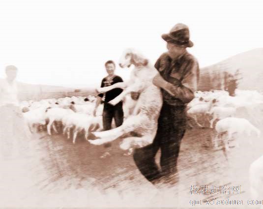 梦见别人卖羊　周公解梦之梦到别人卖羊