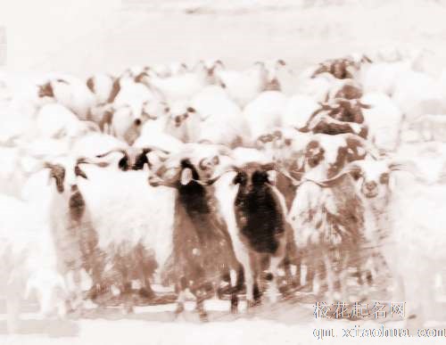 梦见赶羊走　周公解梦之梦到赶羊走