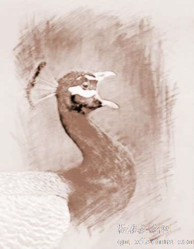 梦见孔雀叫　周公解梦之梦到孔雀叫