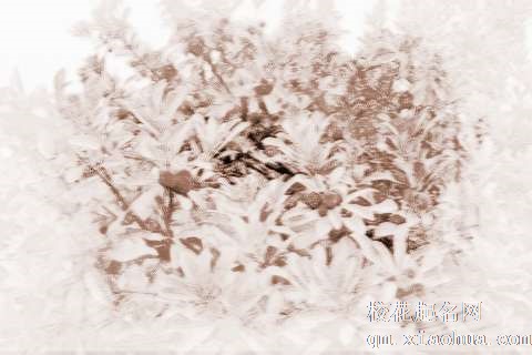 梦见杨梅树　周公解梦之梦到杨梅树