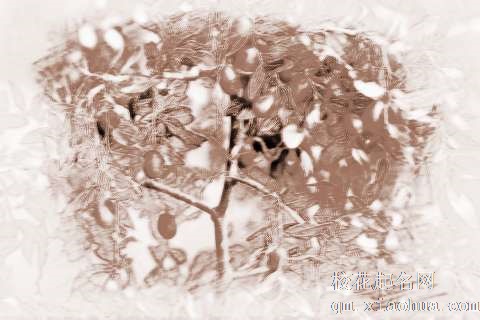 梦见枣树　周公解梦之梦到枣树