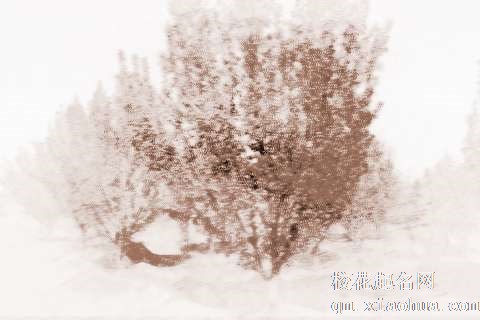 梦见海棠树　周公解梦之梦到海棠树