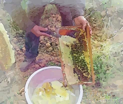 梦见采蜂蜜　周公解梦之梦到采蜂蜜