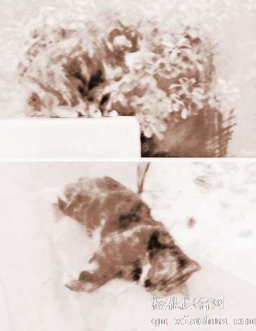 梦见打死了猫　周公解梦之梦到打死了猫