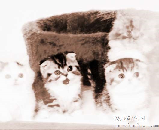 梦见家里养猫　周公解梦之梦到家里养猫