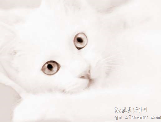 梦见一只白猫　周公解梦之梦到一只白猫