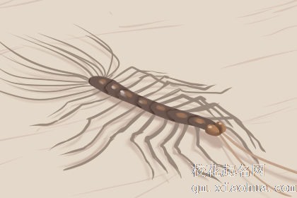 梦到无数蜈蚣满地爬什么意思