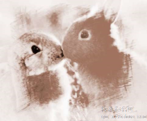 梦见黑兔崽　周公解梦之梦到黑兔崽