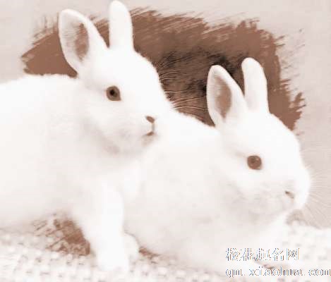 梦见灰兔崽　周公解梦之梦到灰兔崽