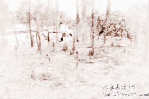 梦见树木遭砍　周公解梦之梦到树木遭砍