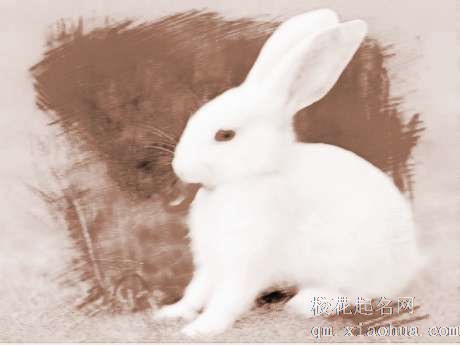 梦见喂兔吃草　周公解梦之梦到喂兔吃草